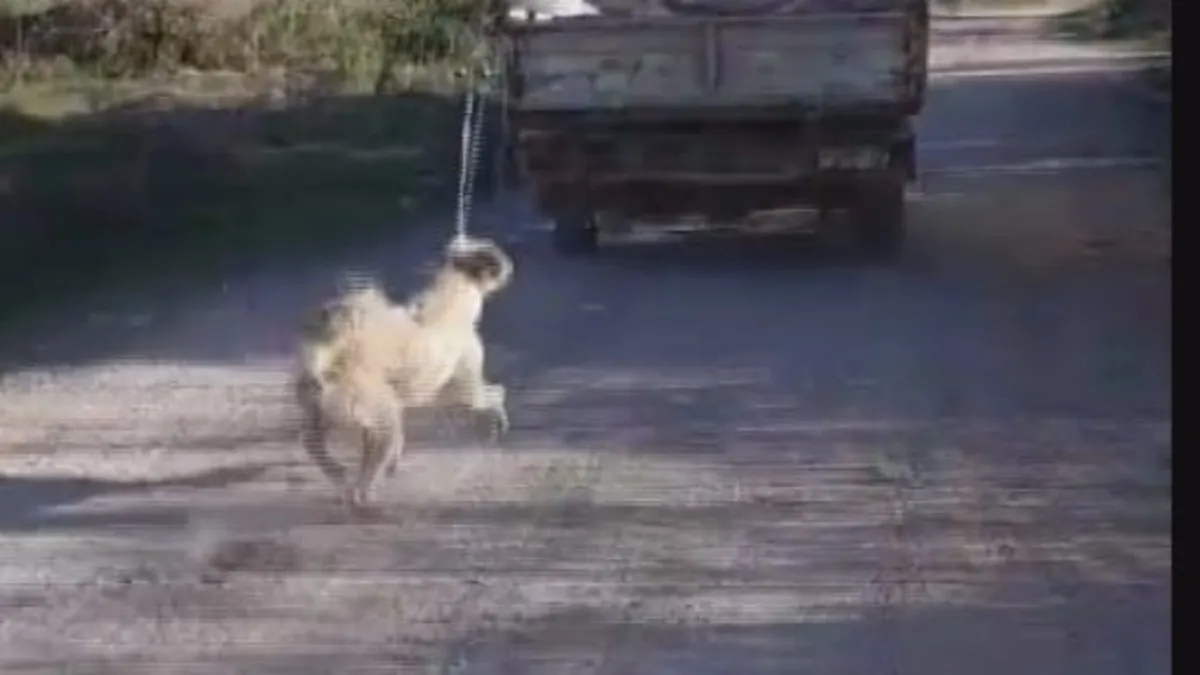 Amasya’da köpeğe eziyet eden şahıs yakalandı