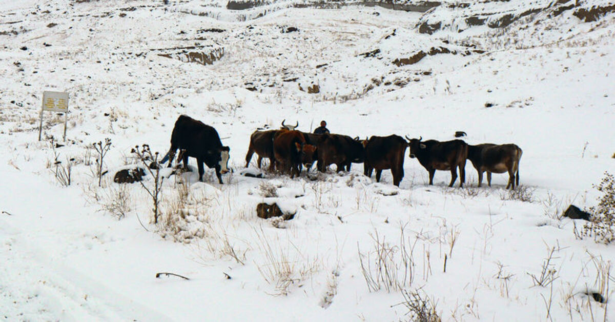 Iğdır’ın dağ köylerindeki besicilerin zorlu kış mesaisi